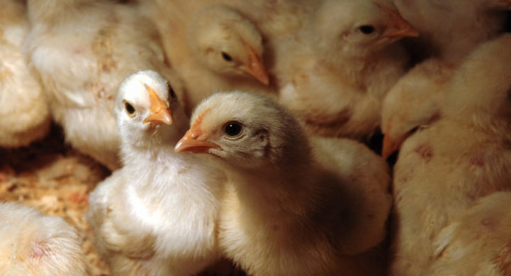 Птичий грипп. Из Украины приостановлен вывоз птицы в Евросоюз